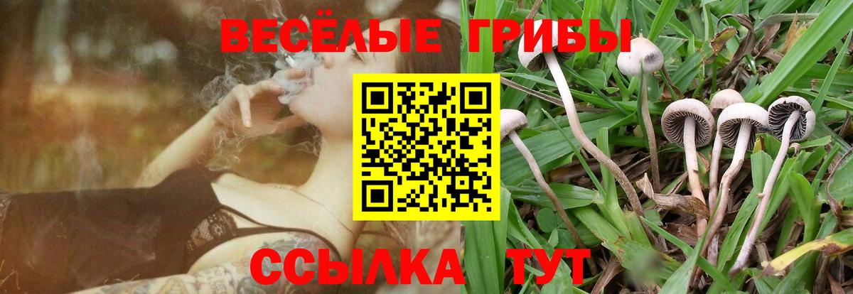 где можно купить   Лобня  Галлюциногенные грибы GOLDEN TEACHER 